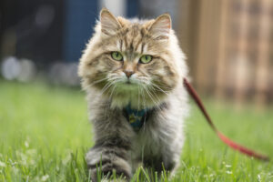 north-carolina-town-fines-owners-for-cats-without-a-leash