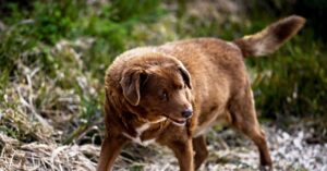 a-scandal-is-tearing-the-world-of-record-breaking-dogs-apart