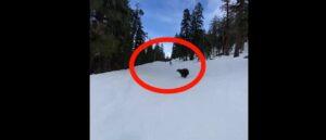 video-shows-bear-run-toward-skier-after-another-person-approaches