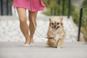 italian-province-tracking-down-and-fining-messy-dog-owners-via-dog’s-dna