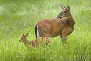 wisconsin-republicans-seek-four-year-ban-on-doe-hunting-over-declining-population
