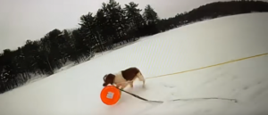 body-cam-footage-shows-dog-helping-rescue-owner-stuck-in-frozen-lake