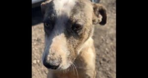 the-other-border-crisis:-thousands-of-dogs-are-being-abandoned-at-the-southern-border