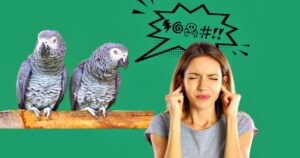 ‘f***-off’:-uk-zoo-deals-with-‘the-curse-of-the-cursing-parrots’-|-the-gateway-pundit-|-by-paul-serran