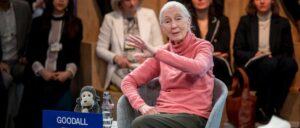 fact-check:-did-famous-primatologist-jane-goodall-advocate-for-depopulation?