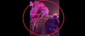 circus-animals-run-wild-on-indiana-highway-after-truck-erupts-in-flames