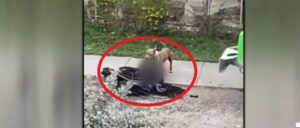video-appears-to-show-dogs-brutally-attacking-wheelchair-bound-man-in-florida