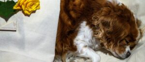 woman-claimed-she-cut-her-dog-‘to-sacrifice-to-the-gods-to-save-humanity,’-police-say:-report