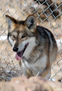 montana-plans-to-sue-over-federal-wolverine-delisting