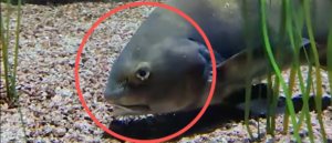 scientists-think-rough-fish-sex-is-keeping-floridians-awake,-shaking-their-homes