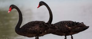 democrats-have-changed-the-meaning-of-a-‘black-swan’-event