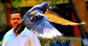 pidgeonholed:-bird-accused-of-being-a-chinese-spy-is-freed-after-eight-months-in-a-cage