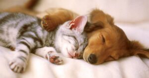 colorado-democrat-introduces-‘pet-tax’-for-all-animals-and-it’s-worse-than-you-think