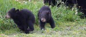 florida-lawmaker-proposes-bill-to-legalize-killing-‘crack-bears’:-report