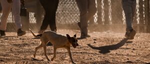 abandoned-pets-from-migrants-create-new-crisis:-report