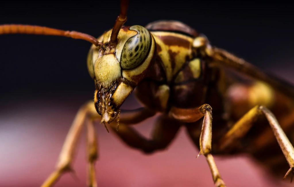 asian-hornet,-cousin-of-murder-hornet,-found-in-us.-for-first-time