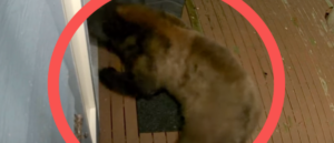 video-shows-large-bear-trying-to-squeeze-through-doggie-door-to-break-into-house