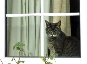 oregon-human-plague-case-likely-came-from-domestic-cat