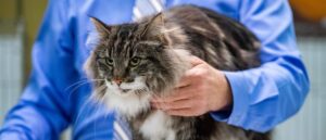 oregon-man-catches-the-bubonic-plague,-likely-infected-by-pet-cat,-officials-say