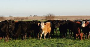 prepper-beef-company-starts-stockpiling-ribeye-and-ny-strip-for-coming-“challenges”