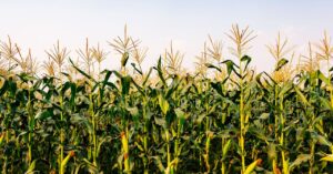 farming-prioritizes-cows-and-cars—not-people