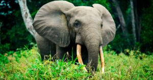 wild-animals-should-be-paid-for-the-benefits-they-provide-humanity