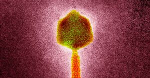 a-virus-found-in-wastewater-beat-back-a-woman’s-‘zombie’-bacteria