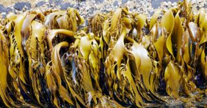 fake-caviar-invented-in-the-1930s-could-be-the-solution-to-plastic-pollution