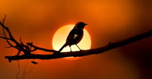 here’s-all-the-gear-you-need-to-start-birding
