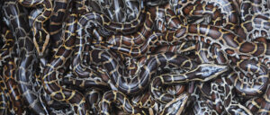 man-sentenced-after-hiding-three-pythons-in-his-pants