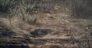 all-that-rain-is-driving-up-cases-of-a-deadly-fungal-disease-in-california