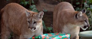 woman-hospitalized-after-cougar-attacks-cyclists-in-washington,-officials-say