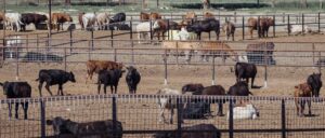 ‘i-would-love-to-see-the-monument-go-away’:-rancher-suing-biden-over-arizona-land-grab-sounds-off