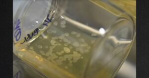 state-supreme-court-rules-embryos-are-children!-|-the-gateway-pundit-|-by-guest-contributor