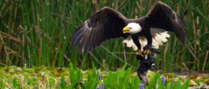 popular-bald-eagle-rover-killed-in-new-york-city-car-crash
