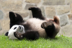 china-resumes-panda-diplomacy-by-sending-animal-to-san-diego-zoo-–-washington-examiner
