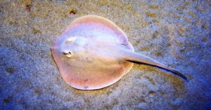 why-tiktok-is-so-obsessed-with-a-mysteriously-pregnant-stingray