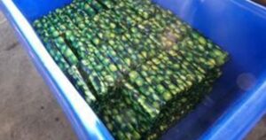 cbp-agents-find-over-$3-million-worth-of-cocaine-hidden-in-a-shipment-of-limes