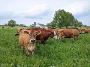 raid-on-raw-dairy-farm-ignites-debate-over-freedom-of-food-consumption-–-washington-examiner