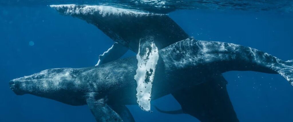 putting-the-‘hump’-in-humpback:-photographers-announce-they’ve-captured-gay-whale-sex-for-first-time