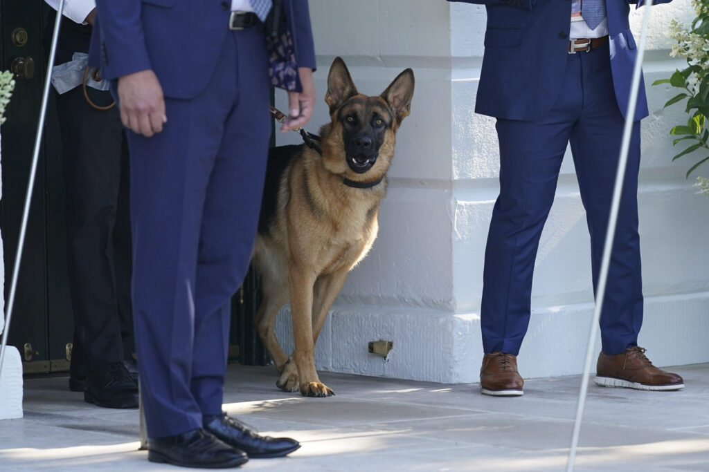 attacking-biden-dog-had-it-out-for-security-agents-–-washington-examiner