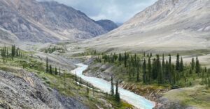 less-sea-ice-means-more-arctic-trees—which-means-trouble