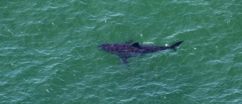 11-year-old-injured-after-shark-attack-while-swimming