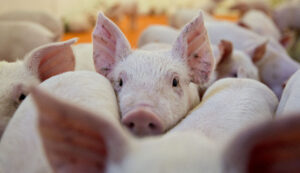federal-funding-package-includes-litany-of-pork-projects-–-washington-examiner