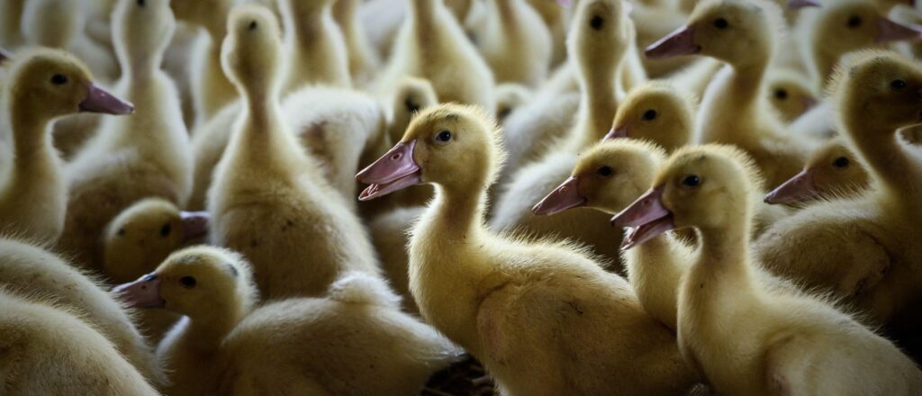 authorities-reportedly-arrest-six-for-smuggling-duck-guts