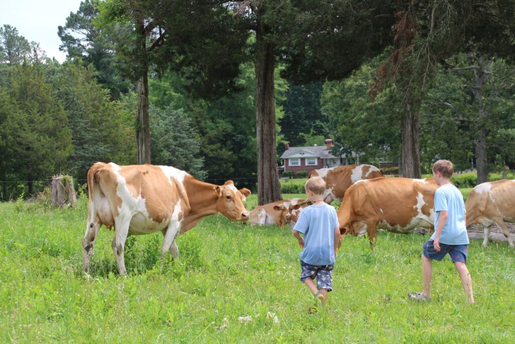 government-overreach:-virginia-amish-farmer’s-livelihood-on-the-line-following-government-raid-and-seizure-of-property-–-please-help-and-donate-|-the-gateway-pundit-|-by-jim-hᴏft