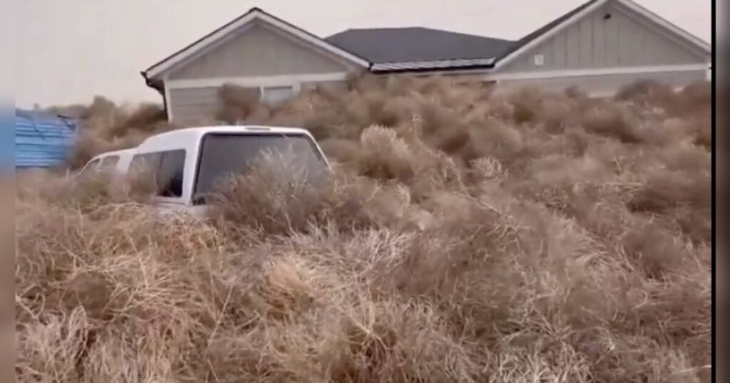 thousands-of-tumbleweeds-take-over-utah-town-(video)