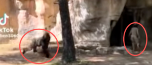 video-shows-trapped-zookeepers-narrowly-escape-dangerous-encounter-with-gorilla