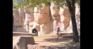 silverback-traps-two-zookeepers-in-enclosure-but-suddenly-backs-off-when-onlookers-begin-praying