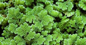get-ready-to-eat-pond-plants